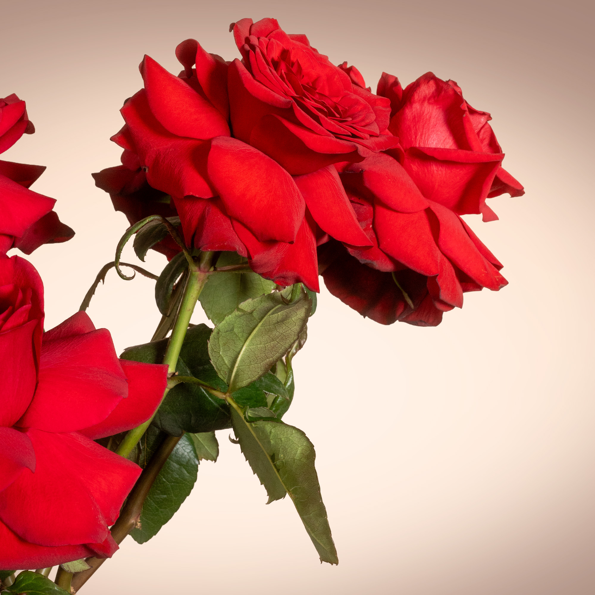 Simply Red Flowers Vase