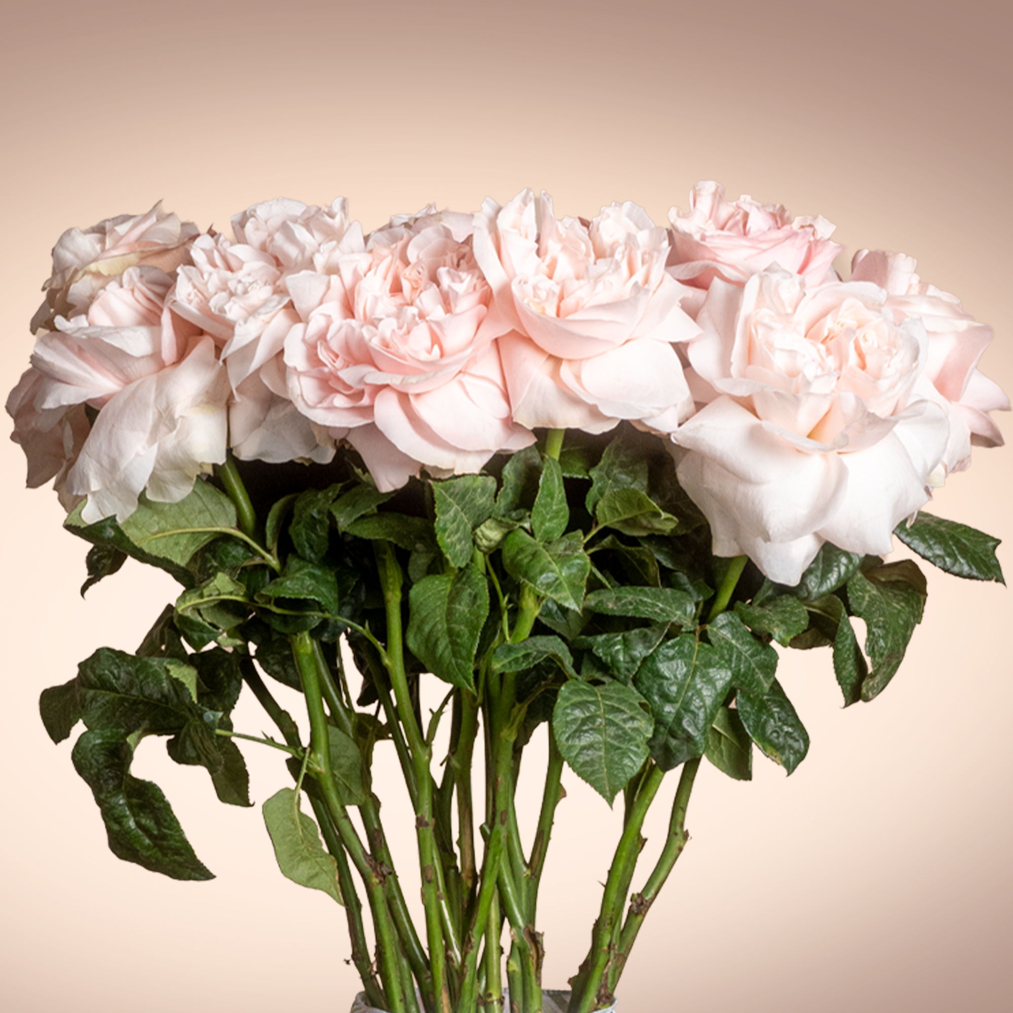 Soft Petals Flowers Vase