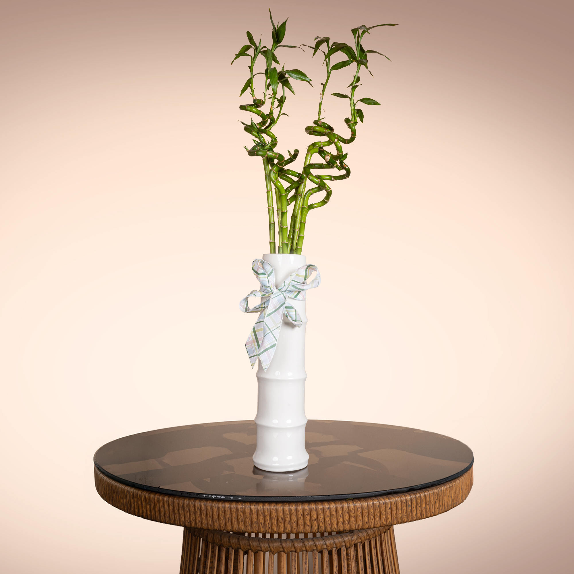 Lucky Charm Bamboo Plant