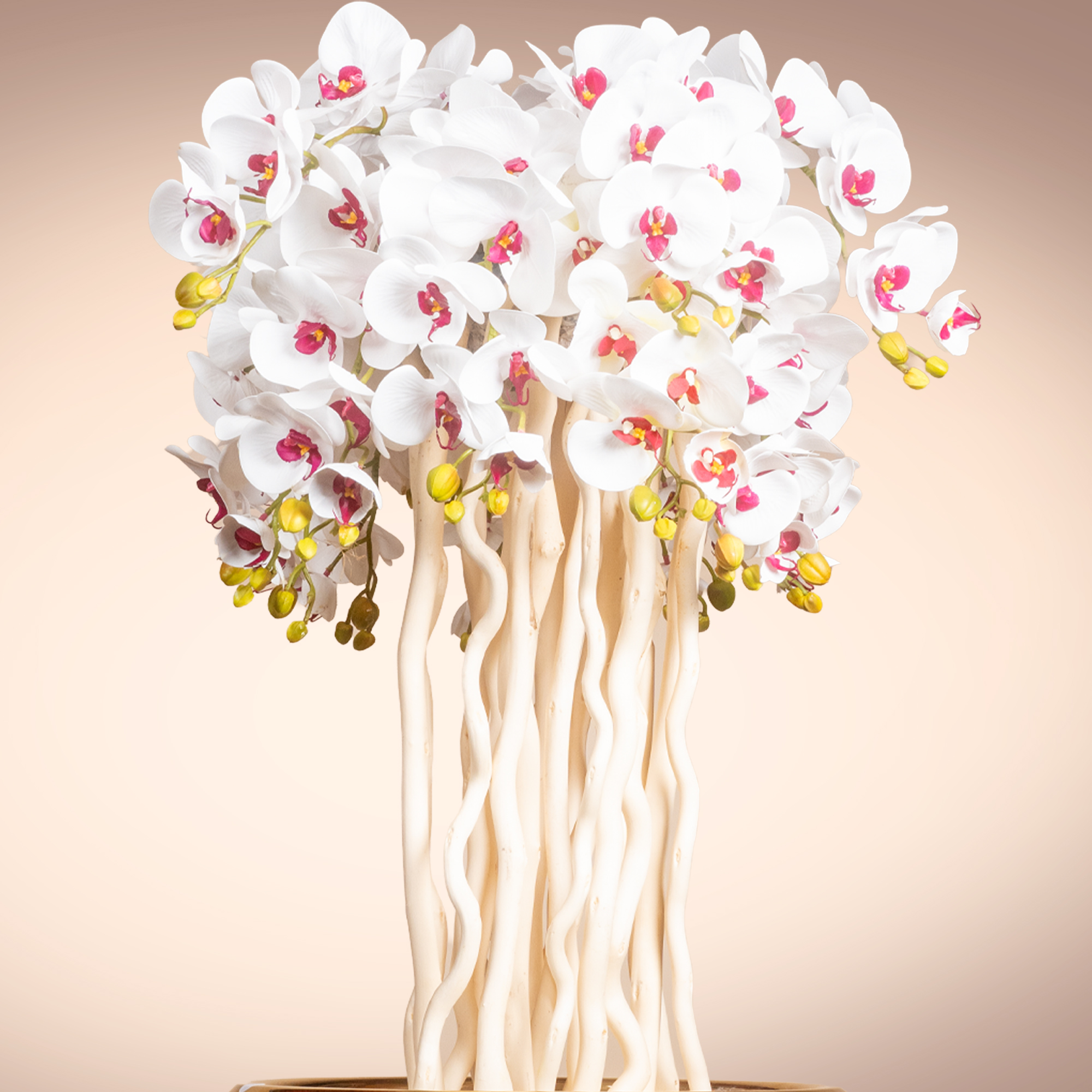 White Orchid Arrangement